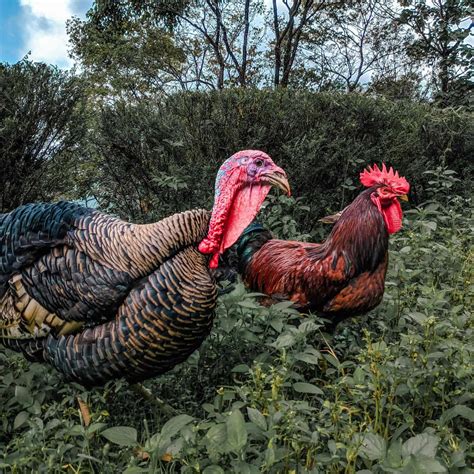 Should You Keep Chickens And Turkeys Together Laptrinhx News