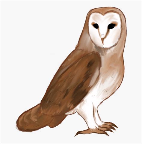 Barn Owl Free Transparent Clipart Clipartkey