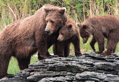 Alaska Magazine Momma Grizzly A Close Call With A Charging Bear