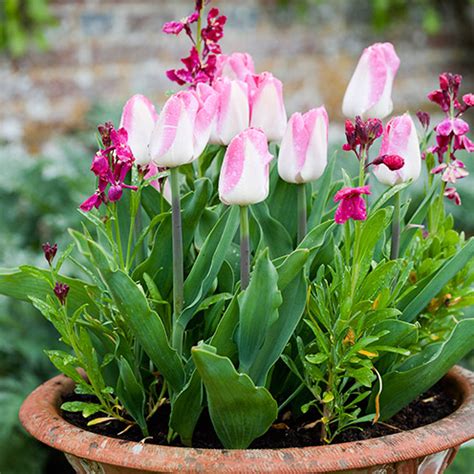 Therefore, you need the best pots for indoor plants. Easy summer flower pots - gardening ideas - Good Housekeeping