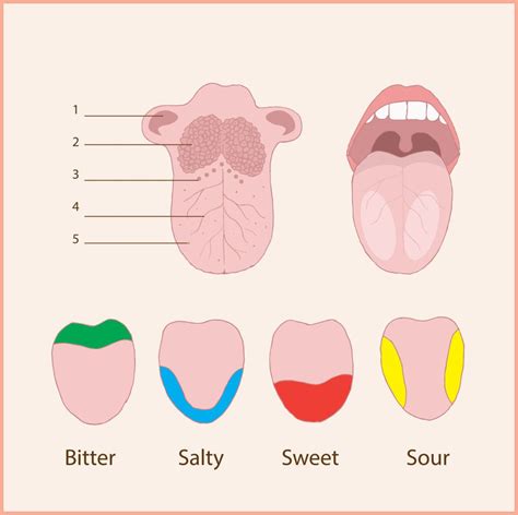 Partes De La Lengua Material Para El Cole Human Tongue Anatomy