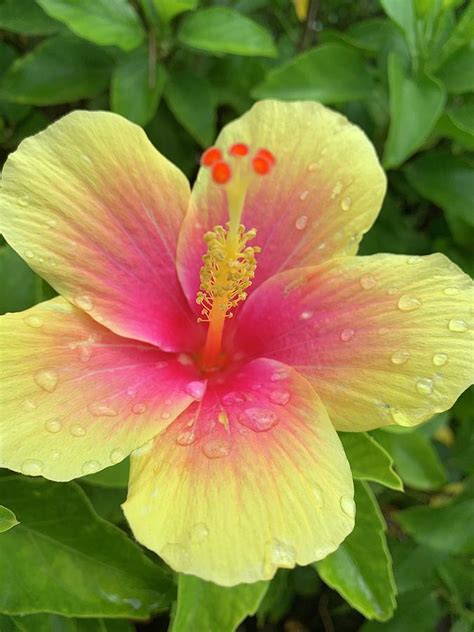 Yellow Hawaiian Flower Photograph By Lois Nhan Fine Art America