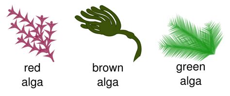 Three Types Of Algae Biology 11