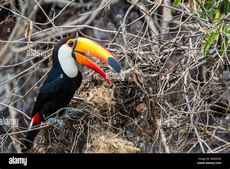 Ramphastos Toco Nest Hi Res Stock Photography And Images Alamy