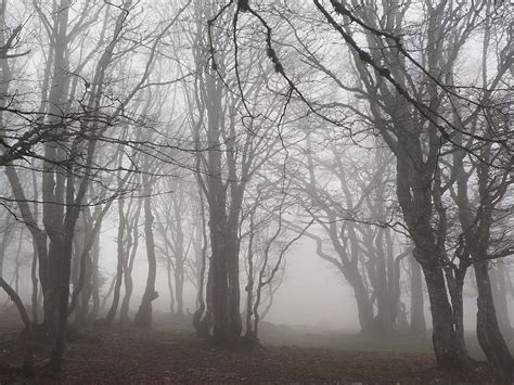 Hd Wallpaper Photo Of Lifeless Trees With Fog Beech Wood Forest