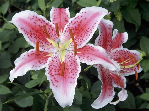 Lily Flowers Beautiful Flowers Wallpapers
