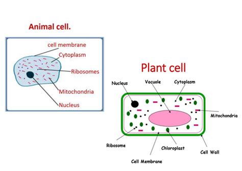Animal And Plant Cells Ks3 By Purplepotassium Teaching Resources Tes
