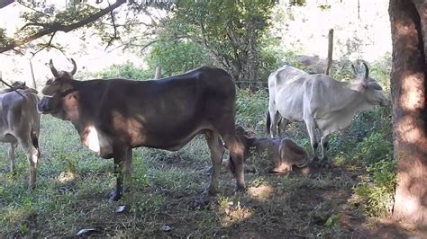 Las Vacas Mugiendo En Un Rancho En Costa Chica Guerrero Mexico Youtube