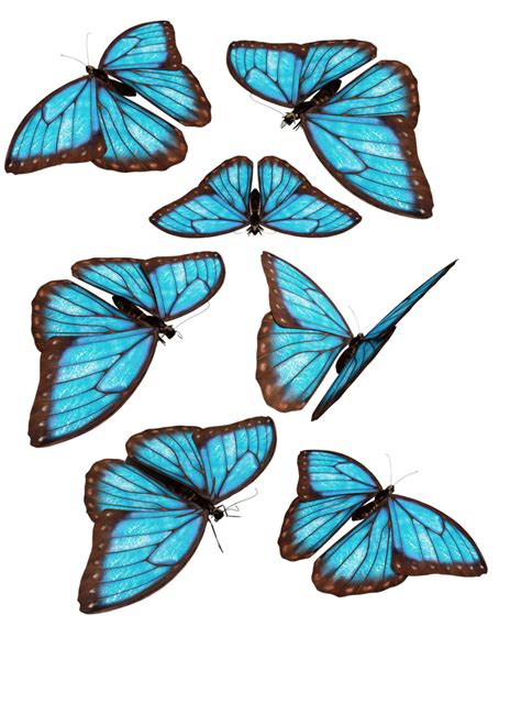 Damien Hirst Butterfly Collage For Toddlers And Preschoolers