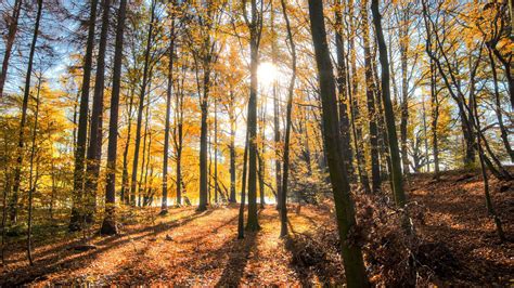 Download Wallpaper 2048x1152 Forest Trees Autumn Sun Light