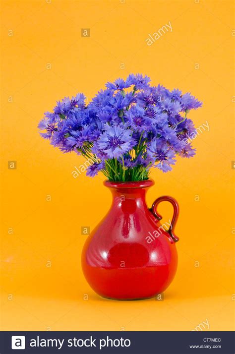 Blue Cornflowers In The Red Jug On Yellow Background Stock Photo Alamy