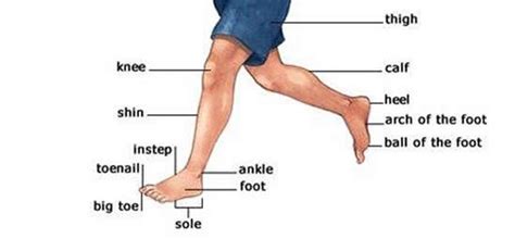 Learning Vocabulary For Leg Parts With Images Learn English