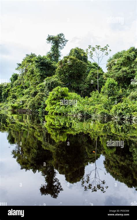 Amazonas Brazil Dark Waters Of The Negro River Mirror The Vegetation