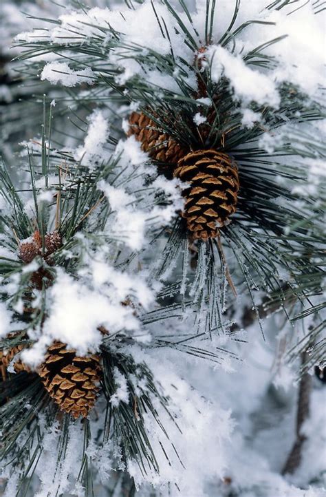 Pine Cones On Snow Covered Pine By Ron Rovtar Winter Nature Winter