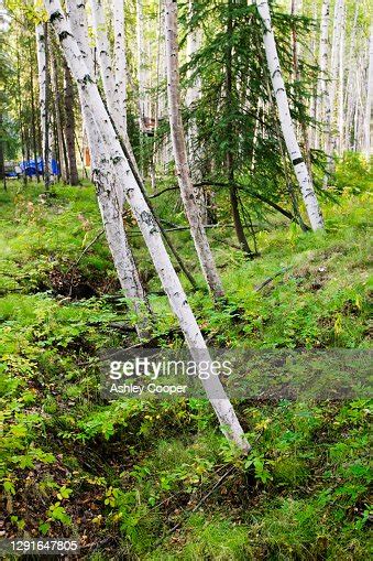 Drunken Forest In Fairbanks Alaska Where Trees Collapsing Into The