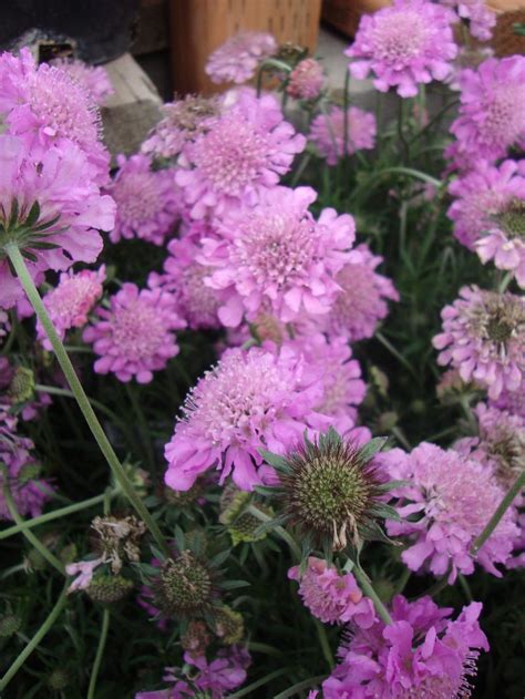 Photo Of The Bloom Of Pincushion Flower Scabiosa Columbaria Pink Mist