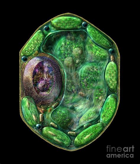 Plant Cell Digital Art By Russell Kightley Pixels
