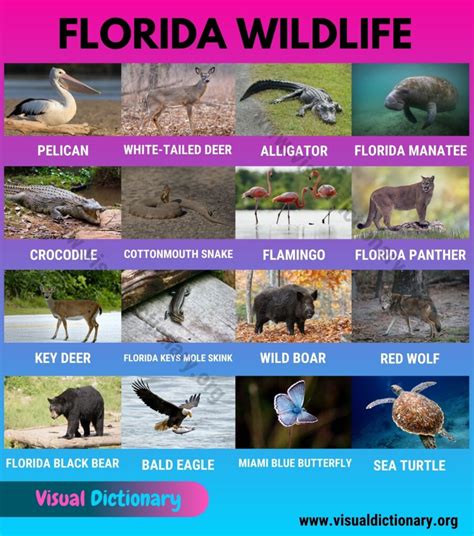 Florida Wildlife List Of 20 Animals That Live In Florida With
