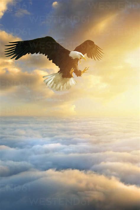 Fierce Eagle Flying In Sunset Sky Stock Photo