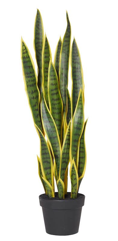 Mother In Law Tongue 70cm In Garden Pot Sansevieria Silk Trees And Pl