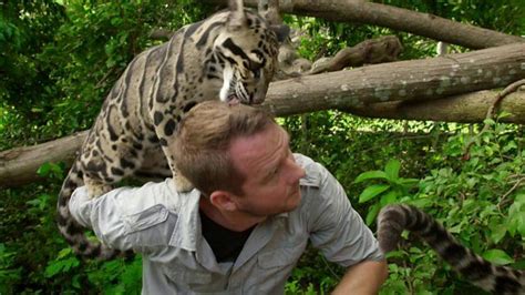 Clouded Leopards Are Beautiful And Very Affectionate Towards Big Cat