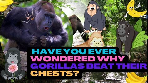 Have You Ever Wondered Why Gorillas Beat Their Chests For Kids Youtube
