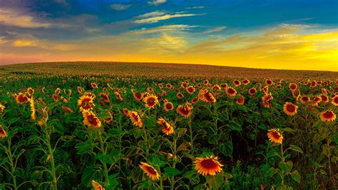 Sunflowers Field With Background Of Yellow And Blue Sky During Sunset