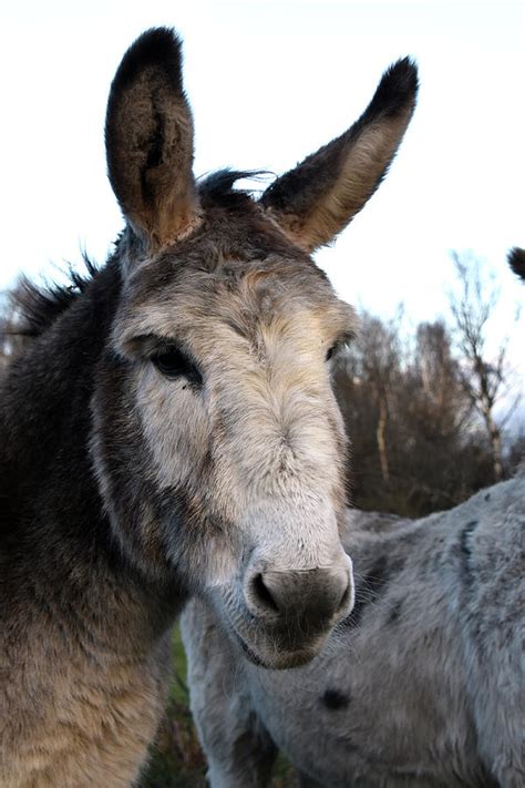 Donkey Portrait Wareham Dorset England Photograph By Loren Dowding