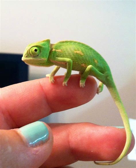 √ 5 Different Types Of Chameleons In 2020 Cute Reptiles Chameleon