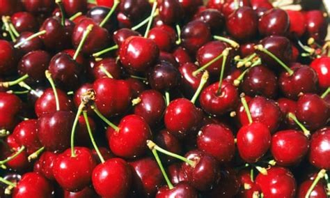 British Cherry Harvest Hits 30 Year High Business The Guardian