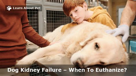 Dog Kidney Failure When To Euthanize 21 Brutal Symptoms For Dog Kidney