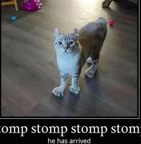 29 Purrfect Caturday Cat Memes That Will Leave You Feline Good Artofit