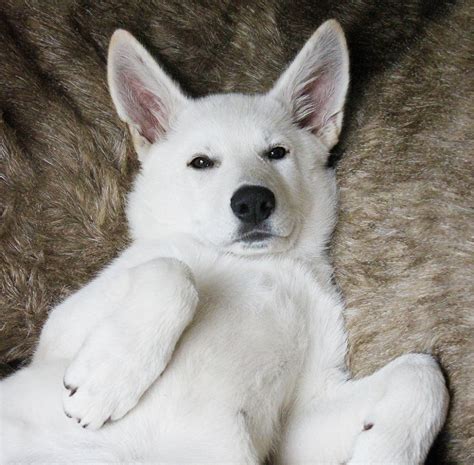 Pics Of White German Shepherd Puppies Pets Lovers