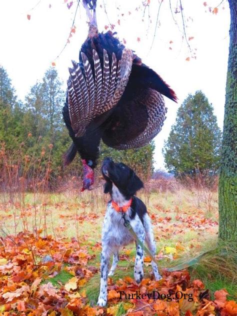 Theres Bird Dogs Then Theres Turkey Dogs No More Running Time To Fly