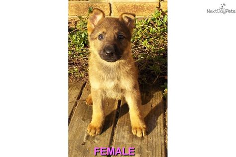 Red Sable Female German Shepherd Puppy For Sale Near Western Maryland