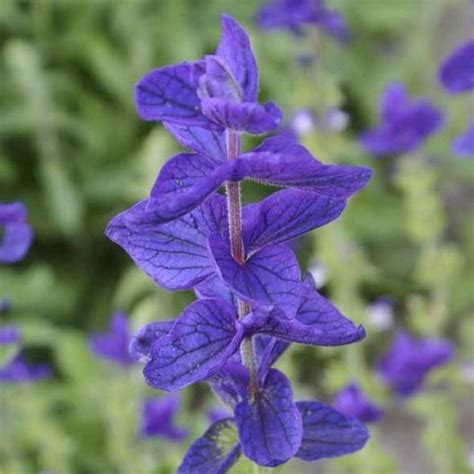 100 Blue Monday Clary Sage Blue Monday Salvia Flower Seedsn New