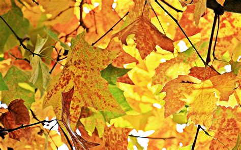 Download Wallpaper 3840x2400 Autumn Leaves Branches Tree Maple 4k
