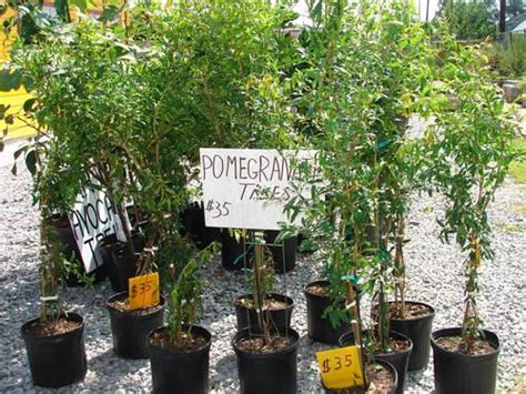 Fruit trees for sale near me. Avocado Trees--cold hardy for Sale in Metairie, Louisiana ...