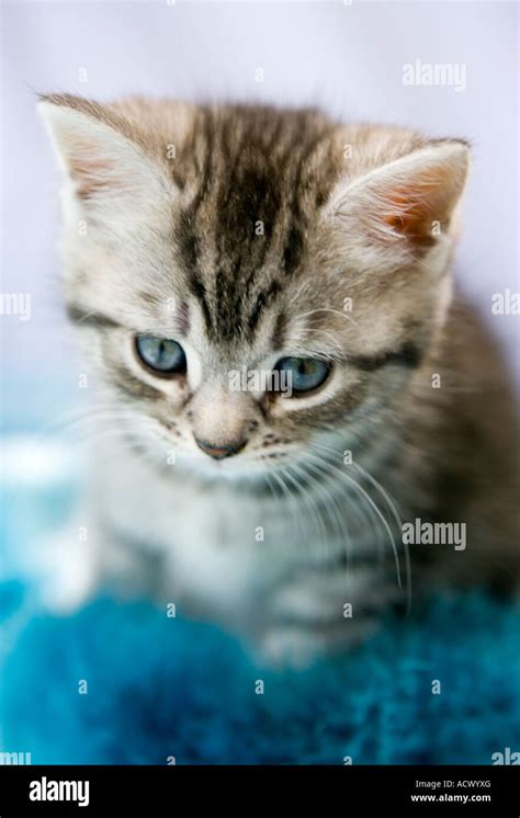 Grey Tabby Kitten Stock Photo Alamy