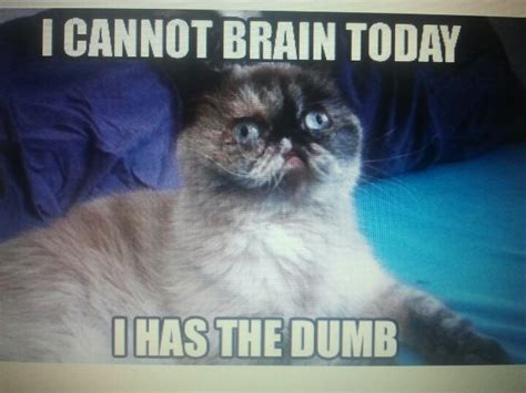 I Has The Dumb Cat Memes Grumpy Cat Cats