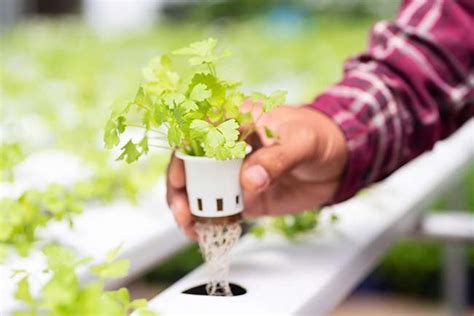 How To Grow Hydroponics For Beginners Rightfit Gardens
