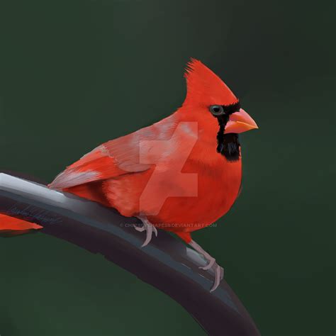Northern Cardinal By Cheeseychapess On Deviantart