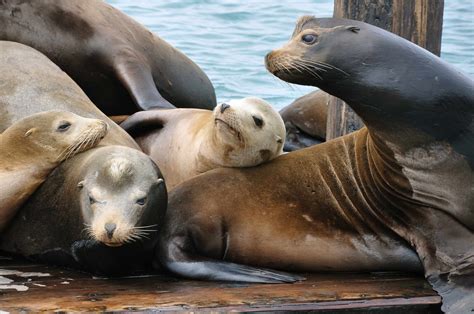 Sea Lions Seal Seals Lion 24 Wallpapers Hd Desktop And Mobile