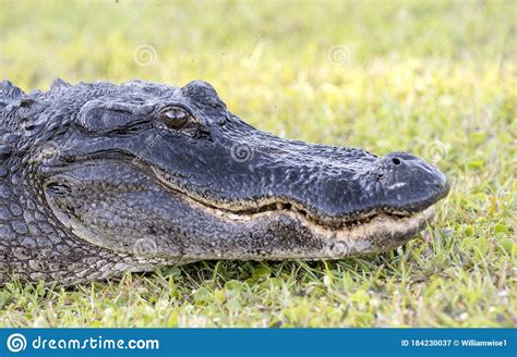 Large American Alligator Head Close Up Portrait Okeffenokee Swamp