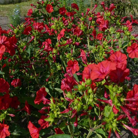 See more ideas about clock flower, four o clock, four oclock flowers. Four O' Clock Seeds - Mirabilis Jalapa Red Flower Seed