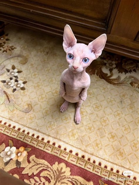 Cute Hairless Cat Sphynx Cat Dreams Cat Cats Meow Silly Cats Cute