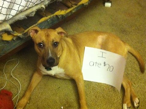 Bad Dogs Publicly Shamed 45 Pics Picture 4