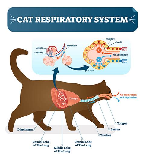 Respiratory Tract Infection Rtis In Cats And Kittens