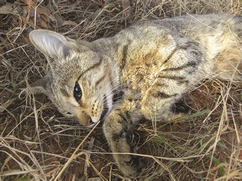 Feral Felines The Ultimate Killing Machines Sporting Shooters