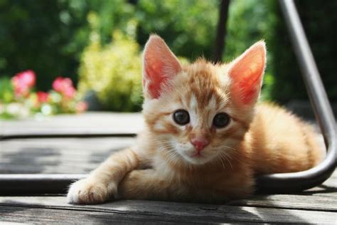Get A Kitten Delivered To Work In Honor Of Nationalcatday Ravishly